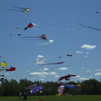 Kites flying in the air