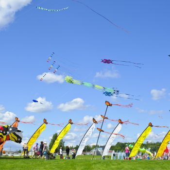 Kites flying in the air