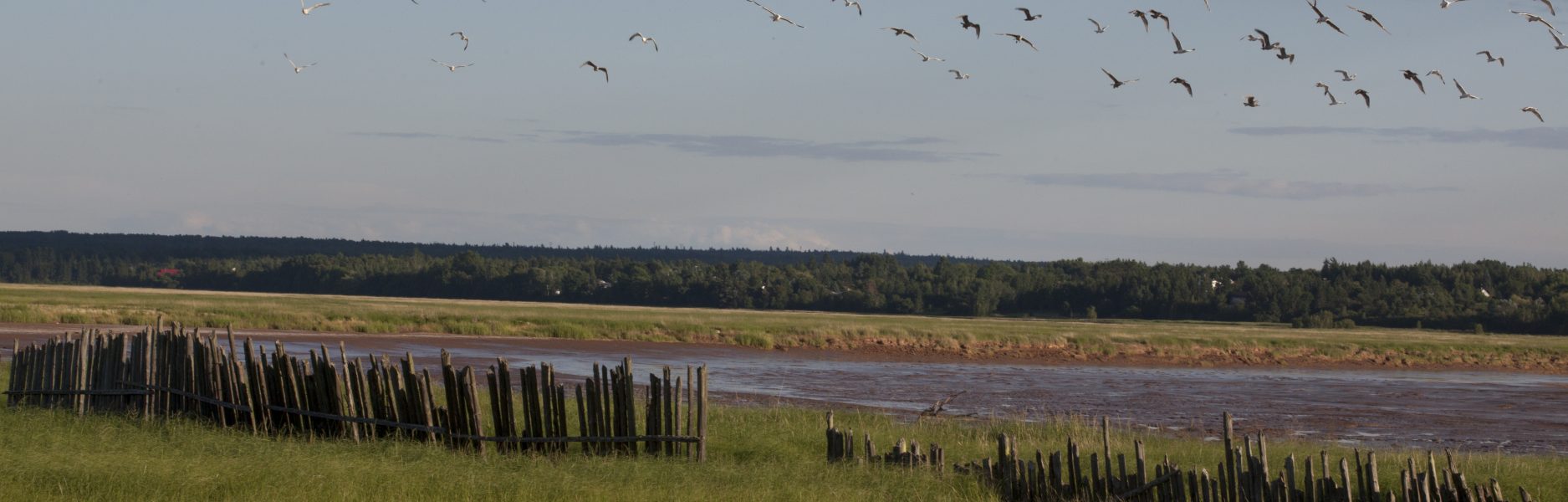 Birds flying over the riverbed