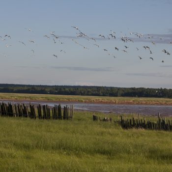 Birds flying over the riverbed