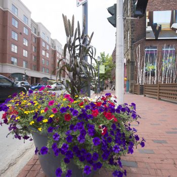 Scenic flowers at downtown moncton